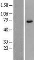 WDR46 Protein - Western validation with an anti-DDK antibody * L: Control HEK293 lysate R: Over-expression lysate
