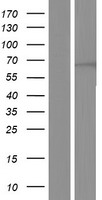 WDR46 Protein - Western validation with an anti-DDK antibody * L: Control HEK293 lysate R: Over-expression lysate