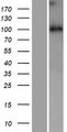 WDR47 Protein - Western validation with an anti-DDK antibody * L: Control HEK293 lysate R: Over-expression lysate