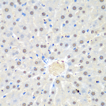 WDR48 Antibody - Immunohistochemistry of paraffin-embedded rat liver using WDR48 antibody at dilution of 1:100 (40x lens).