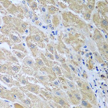 WDR48 Antibody - Immunohistochemistry of paraffin-embedded human liver using WDR48 antibody at dilution of 1:100 (40x lens).