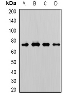 WDR48 Antibody - Western blot analysis of WDR48 expression in A431 (A); A549 (B); mouse brain (C); rat testis (D) whole cell lysates.