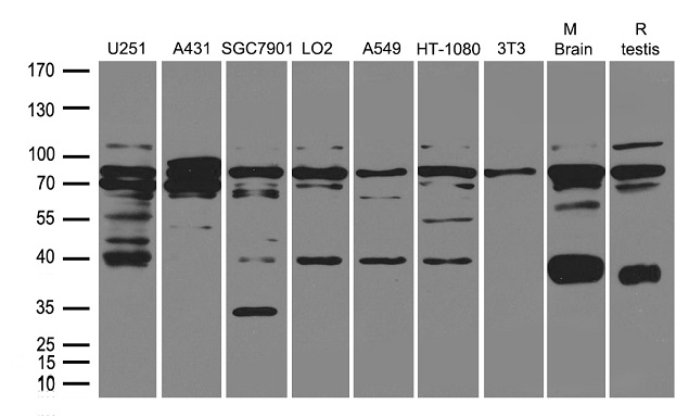 WDR48 Antibody - Western blot analysis of extracts. (35ug) from different cell lines or tissues by using anti-WDR48 rabbit polyclonal antibody .