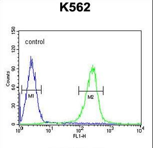 WDR49 Antibody - WDR49 Antibody flow cytometry of K562 cells (right histogram) compared to a negative control cell (left histogram). FITC-conjugated goat-anti-rabbit secondary antibodies were used for the analysis.