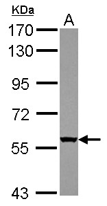 WDR49 Antibody - Sample (30 ug of whole cell lysate) A: U87-MG 7.5% SDS PAGE WDR49 antibody diluted at 1:1000
