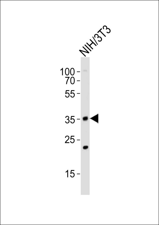 WDR5 Antibody - Western blot of lysate from mouse NIH/3T3 cell line, using WDR5 antibody diluted at 1:1000. A goat anti-rabbit IgG H&L (HRP) at 1:10000 dilution was used as the secondary antibody. Lysate at 20 ug.