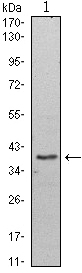 WDR5 Antibody - Western blot using WDR5 mouse monoclonal antibody against HeLa (1) cell lysate.