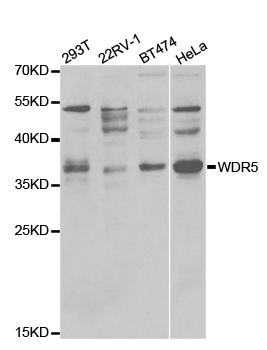 WDR5 Antibody - Western blot analysis of extracts of various cell lines.