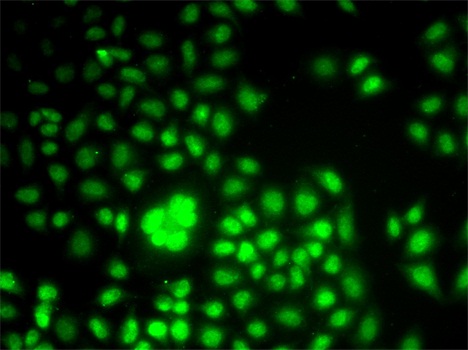 WDR5 Antibody - Immunofluorescence analysis of U2OS cells.