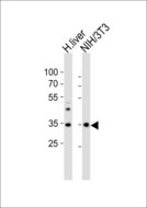 WDR5 Antibody - Western blot of lysates from human liver tissue and mouse NIH/3T3 cell line (from left to right) with (Mouse) Wdr5 Antibody. Antibody was diluted at 1:1000 at each lane. A goat anti-rabbit IgG H&L (HRP) at 1:10000 dilution was used as the secondary antibody. Lysates at 20 ug per lane.