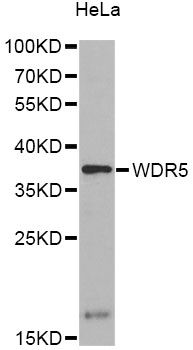 WDR5 Antibody - Western blot analysis of extracts of various cell lines, using WDR5 antibody at 1:1000 dilution. The secondary antibody used was an HRP Goat Anti-Rabbit IgG (H+L) at 1:10000 dilution. Lysates were loaded 25ug per lane and 3% nonfat dry milk in TBST was used for blocking.