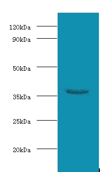 WDR54 Antibody - Western blot of WD repeat-containing protein 54 at 2 ug/ml with mouse stomach tissue Secondary.  This image was taken for the unconjugated form of this product. Other forms have not been tested.