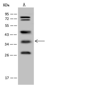 WDR54 Antibody - Anti-WDR54 rabbit polyclonal antibody at 1:500 dilution. Lane A: U-251 MG Whole Cell Lysate. Lysates/proteins at 30 ug per lane. Secondary: Goat Anti-Rabbit IgG (H+L)/HRP at 1/10000 dilution. Developed using the ECL technique. Performed under reducing conditions. Predicted band size: 36 kDa. Observed band size: 36 kDa.