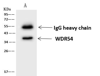 WDR54 Antibody - WDR54-2 was immunoprecipitated using: Lane A: 0.5 mg U251MG Whole Cell Lysate. 4 uL anti-WDR54-2 rabbit polyclonal antibody and 60 ug of Immunomagnetic beads Protein A/G. Primary antibody: Anti-WDR54-2 rabbit polyclonal antibody, at 1:100 dilution. Secondary antibody: Goat Anti-Rabbit IgG (H+L)/HRP at 1/10000 dilution. Developed using the ECL technique. Performed under reducing conditions. Predicted band size: 36 kDa. Observed band size: 36 kDa.