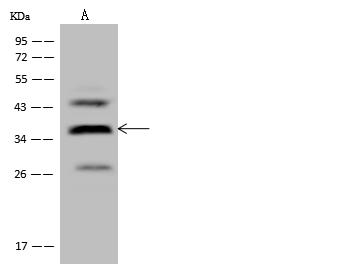 WDR54 Antibody - Anti-WDR54 rabbit polyclonal antibody at 1:500 dilution. Lane A: U-251 MG Whole Cell Lysate. Lysates/proteins at 30 ug per lane. Secondary: Goat Anti-Rabbit IgG (H+L)/HRP at 1/10000 dilution. Developed using the ECL technique. Performed under reducing conditions. Predicted band size: 36 kDa. Observed band size: 36 kDa.