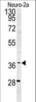 WDR57 Antibody - Western blot of SNRNP40 Antibody in Neuro-2a cell line lysates (35 ug/lane). SNRNP40 (arrow) was detected using the purified antibody.