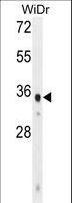 WDR5B Antibody - WDR5B Antibody western blot of WiDr cell line lysates (35 ug/lane). The WDR5B antibody detected the WDR5B protein (arrow).