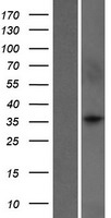 WDR5B Protein - Western validation with an anti-DDK antibody * L: Control HEK293 lysate R: Over-expression lysate