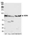 WDR6 Antibody - Detection of human and mouse WDR6 by western blot. Samples: Whole cell lysate (50 µg) from HEK293T, HeLa, U2OS, mouse TCMK-1, and mouse NIH 3T3 cells prepared using NETN lysis buffer. Antibody: Affinity purified rabbit anti-WDR6 antibody used for WB at 1:1000. Detection: Chemiluminescence with an exposure time of 3 minutes.