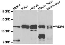 WDR6 Antibody - Western blot analysis of extracts of various cells.