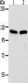 WDR6 Antibody - Western blot analysis of Hela cells NIH/3T3 cells  using WDR6  Polyclonal Antibody at dilution of 1:1000