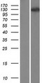 WDR6 Protein - Western validation with an anti-DDK antibody * L: Control HEK293 lysate R: Over-expression lysate