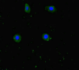 WDR60 Antibody - Immunofluorescent analysis of HepG-2 cells diluted at 1:100 and Alexa Fluor 488-congugated AffiniPure Goat Anti-Rabbit IgG(H+L)