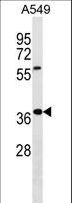 WDR61 Antibody - WDR61 Antibody western blot of A549 cell line lysates (35 ug/lane). The WDR61 antibody detected the WDR61 protein (arrow).