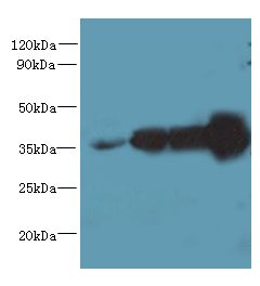 WDR61 Antibody - Western blot. All lanes: WDR61 antibody at 1.2 ug/ml. Lane 1: HeLa whole cell lysate. Lane 2: HepG-2 whole cell lysate. Lane 3: Raji whole cell lysate. Lane 4: Mouse brain tissue. Secondary antibody: Goat polyclonal to Rabbit IgG at 1:10000 dilution. Predicted band size: 34 kDa. Observed band size: 34 kDa.