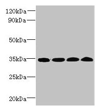 WDR61 Antibody - Western blot All lanes: WDR61 antibody at 1.2µg/ml Lane 1: Hela whole cell lysate Lane 2: HepG2 whole cell lysate Lane 3: Raji whole cell lysate Lane 4: Mouse brain tissue Secondary Goat polyclonal to rabbit IgG at 1/10000 dilution Predicted band size: 34 kDa Observed band size: 34 kDa