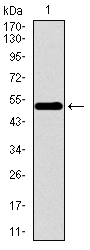WDR66 Antibody - Western blot using WDR66 monoclonal antibody against human WDR66 recombinant protein. (Expected MW is 53.9 kDa)