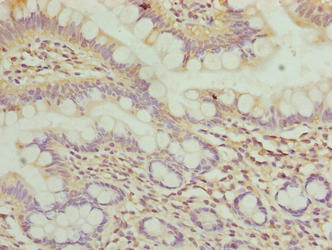 WDR66 Antibody - Immunohistochemistry of paraffin-embedded human small intestine tissue using WDR66 Antibody at dilution of 1:100