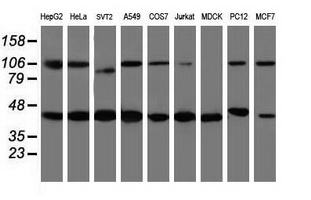 WDR74 Antibody - Western blot of extracts (35ug) from 9 different cell lines by using anti-WDR74 monoclonal antibody (HepG2: human; HeLa: human; SVT2: mouse; A549: human; COS7: monkey; Jurkat: human; MDCK: canine; PC12: rat; MCF7: human).