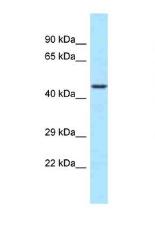WDR74 Antibody - WDR74 antibody Western blot of 721_B Cell lysate. Antibody concentration 1 ug/ml.  This image was taken for the unconjugated form of this product. Other forms have not been tested.