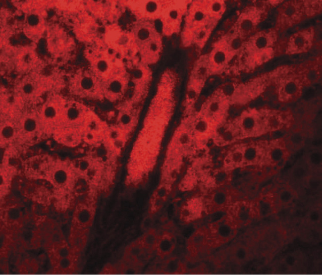 WDR74 Antibody - Immunofluorescence of NSA1 in rat liver tissue with NSA1 antibody at 20 ug/ml.