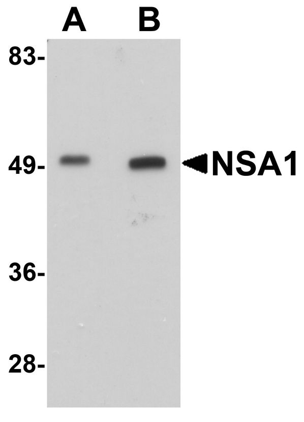 WDR74 Antibody - Western blot analysis of NSA1 in mouse liver tissue lysate with NSA1 antibody at (A) 1 and (B) 2 ug/ml.