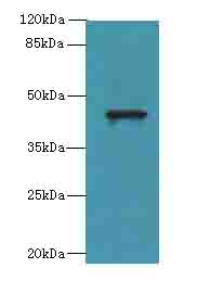 WDR74 Antibody - Western blot. All lanes: WDR74 antibody at 0.5 ug/ml+HeI- whole cell lysate Goat polyclonal to rabbit at 1:10000 dilution. Predicted band size: 42 kDa. Observed band size: 42 kDa.
