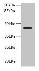 WDR74 Antibody - Western blot All lanes: WDR74 antibody at 0.5µg/ml + Hela whole cell lysate Secondary Goat polyclonal to rabbit IgG at 1/10000 dilution Predicted band size: 43, 41 kDa Observed band size: 43 kDa