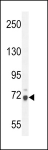 WDR76 Antibody - WDR76 Antibody western blot of mouse NIH-3T3 cell line lysates (35 ug/lane). The WDR76 antibody detected the WDR76 protein (arrow).