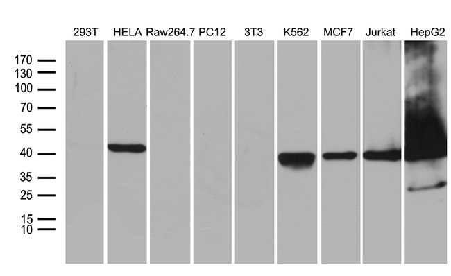 WDR77 / MEP50 Antibody - Western blot analysis of extracts. (35ug) from 9 different cell lines by using anti-WDR77 monoclonal antibody. (1:500)