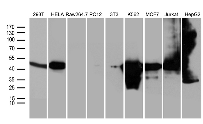 WDR77 / MEP50 Antibody - Western blot analysis of extracts. (35ug) from 9 different cell lines by using anti-WDR77 monoclonal antibody. (1:500)