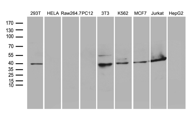 WDR77 / MEP50 Antibody - Western blot analysis of extracts. (35ug) from 9 different cell lines by using anti-WDR77 monoclonal antibody. (1:500)