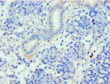 WDR77 / MEP50 Antibody - Immunohistochemistry of paraffin-embedded human pancreas using antibody at 1:100 dilution.
