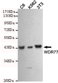 WDR77 / MEP50 Antibody - Western blot detection of WDR77 in C6, 3T3 and K562 cell lysates using WDR77 mouse monoclonal antibody (1:1000 dilution). Predicted band size: 42KDa. Observed band size:42KDa.