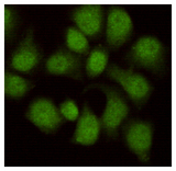 WDR77 / MEP50 Antibody - Immunocytochemistry staining of HeLa cells fixed in 1% Paraformaldehyde and then permeabilized in 0.1% Triton X-100, next using WDR77 mouse monoclonal antibody (dilution 1:100).