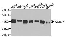 WDR77 / MEP50 Antibody - Western blot analysis of extracts of various cells.