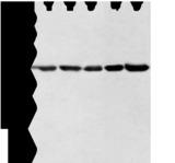 WDR77 / MEP50 Antibody - Western blot analysis of Hela lncap NIH/3T3 K562 and 231 cell  using WDR77 Polyclonal Antibody at dilution of 1:500