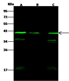 WDR77 / MEP50 Antibody - Anti-WDR77 rabbit polyclonal antibody at 1:500 dilution. Lane A: PC12 Whole Cell Lysate. Lane B: NIH3T3 Whole Cell Lysate. Lane C: HepG2 Whole Cell Lysate. Lysates/proteins at 30 ug per lane. Secondary: Goat Anti-Rabbit IgG H&L (Dylight 800) at 1/10000 dilution. Developed using the Odyssey technique. Performed under reducing conditions. Predicted band size: 37 kDa. Observed band size: 40 kDa. (We are unsure as to the identity of these extra bands.)