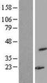 WDR77 / MEP50 Protein - Western validation with an anti-DDK antibody * L: Control HEK293 lysate R: Over-expression lysate