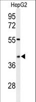 WDR82 / TMEM113 Antibody - Western blot of WDR82 Antibody in HepG2 cell line lysates (35 ug/lane). WDR82 (arrow) was detected using the purified antibody.